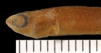 Media type: image;   Ichthyology 6395 Aspect: lateral head